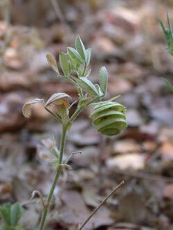 Medicago scutellata 1.jpg