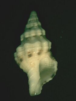 Microcolus dunkeri 001.jpg