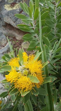 Mimetes chrysanthus02.jpg