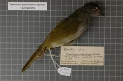 Naturalis Biodiversity Center - RMNH.AVES.126270 1 - Pycnonotus tephrolaemus nigriceps (Shelley, 1890) - Pycnonotidae - bird skin specimen.jpeg