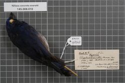 Naturalis Biodiversity Center - RMNH.AVES.138248 1 - Niltava concreta everetti (Sharpe, 1890) - Muscicapidae - bird skin specimen.jpeg
