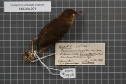 Naturalis Biodiversity Center - RMNH.AVES.139460 1 - Urosphena subulata everetti (Hartert, 1897) - Sylviidae - bird skin specimen.jpeg