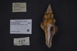 Naturalis Biodiversity Center - ZMA.MOLL.355681 - Benimakia nodata (Gmelin, 1791) - Fasciolariidae - Mollusc shell.jpeg