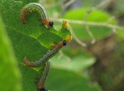 Nematus salicis (Willow sawfly) larvae on willow, Arnhem, the Netherlands.jpg