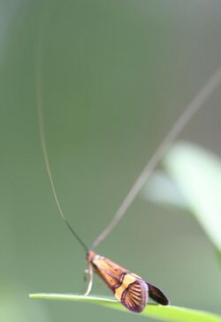 Nemophora degeerella-01 (xndr).jpg