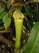 Nepenthes boschiana1.jpg