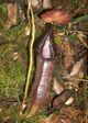 Nepenthes singalana2.jpg