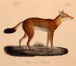 Neue Wirbelthiere zu der Fauna von Abyssinien gehörig (1835) Canis simensis.png
