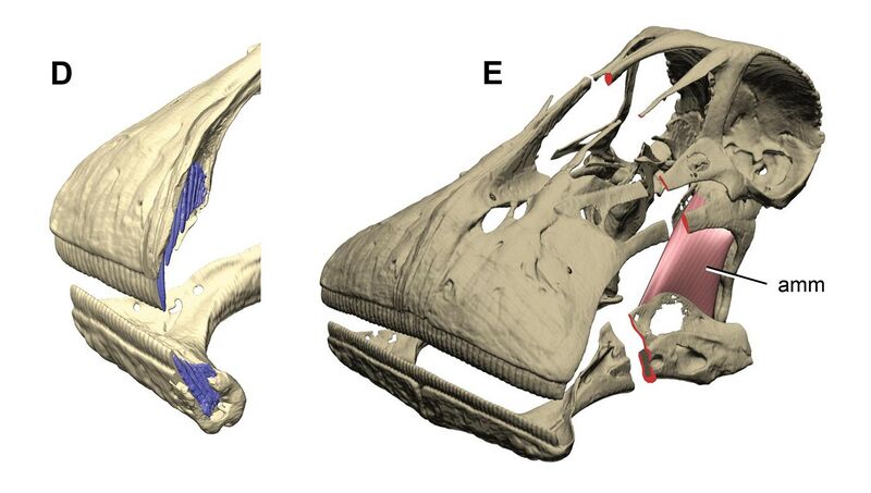 File:Nigersaurus taqueti skull dental battery.jpg