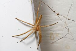 Nursery Web Spider - Pisaurina dubia, Woodbridge, Virginia.jpg