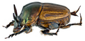 Onthophagus bonasus Fabricius, 1775 male lateral (13313798265).png