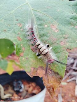 Orgyia leucostigma white-marked tussock moth larva vijayanrajapuram 10.jpg