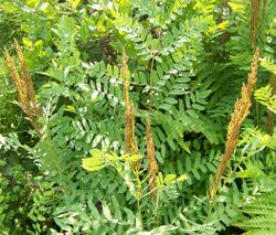 Osmunda spectabilis Kentucky.jpg