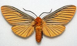 Pachydota nervosa - Bolivia (North Yungas) - 2010 (5560318553).jpg