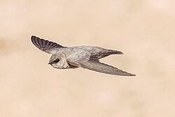 A square-tailed pale brown swallow in flight, viewed from below