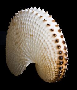 Paper Nautilus Shell.jpg