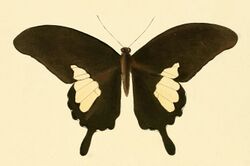 Papilio antonio.jpg