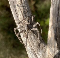 Pediana regina - Bark Hunstman Spider.jpg