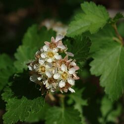 Physocarpus monogynus flower1.jpg