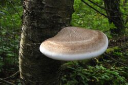 Piptoporus betulinus11.JPG