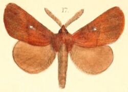 Pl.03-17-Kosala flavosignata (Moore, 1879) (Eutricha).JPG