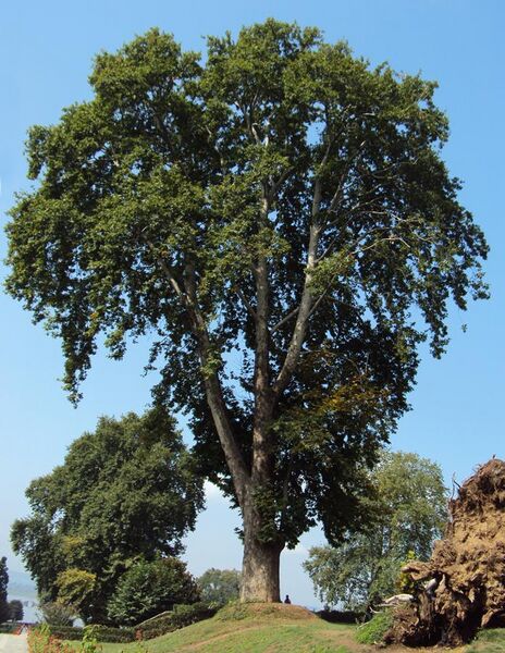 File:Platanus orientalis tree.JPG