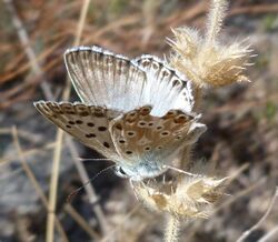 Polyommatus hispana mascle.jpg