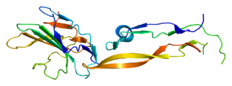 Protein TGFB3 PDB 1ktz.png