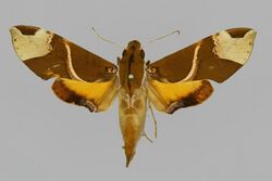 Pseudoangonyx excellens, male, upperside. Indonesia, Dutch N. Guinea, 25 miles south of Wangaar, Nomnagihé.jpg