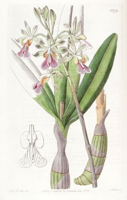 Psychilis bifida (as Epidendrum bifidum) - Edwards vol 22 pl 1879 (1836).jpg