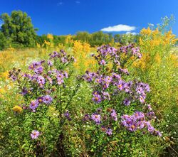 Several New England aster plants in a large field flowering with bright yellow goldenrod, a deep blue sky in the background with a few trees and a white fluffy cloud in the sky