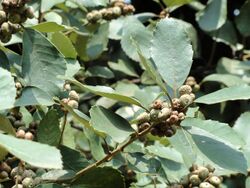 Quercus franchetii - Kunming Botanical Garden - DSC03269.JPG
