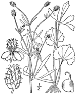 Ranunculus allegheniensis 1913.png