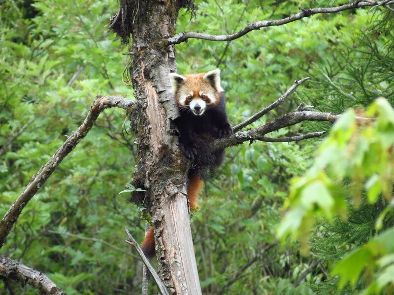 File:Red Panda at Neora Valley National Park West Bengal India 2012.jpg
