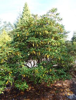 Rhododendron aberconwayi - Mendocino Coast Botanical Gardens - DSC02065.JPG