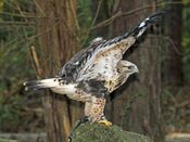 Rough-legged Hawk RWD1.jpg