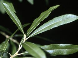 Salix humilis NRCS-2.jpg