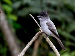 Sirystes albocinereus - White-rumped Sirystes; Rio Branco, Acre, Brazil.jpg