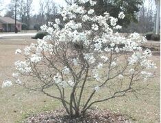 Star magnolia 8854.JPG