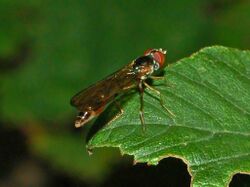 Syrphidae - Baccha elongata.JPG