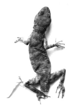 Tenuidactylus walli02.jpg