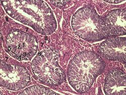 Testicle-histology-boar.jpg