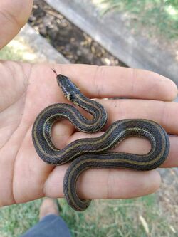 Thamnophis eques.jpg