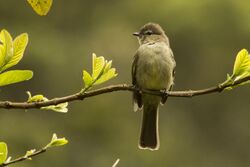 Tucão (Elaenia obscura) - Highland Elaenia.jpg