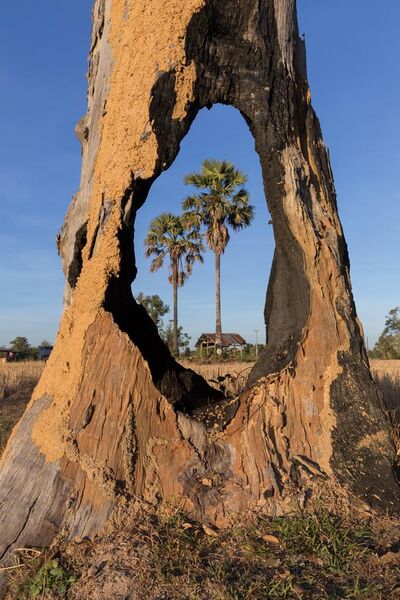File:Two Arecaceae in the fields viewed through a hole in a tree trunk in Laos at golden hour.jpg