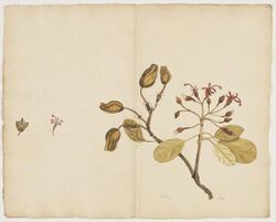 Ungeria floribunda - Ilustration.jpg