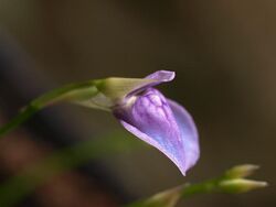 Utricularia babui 6.jpg