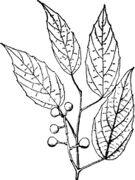 Illustration of V. bellula