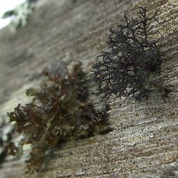 Variable Wrinkle-Lichen and Coastal Thornbush Lichen (990491566).jpg