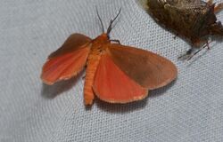 Virbia rubicundaria - Ruddy Holomelina Moth (14277171542).jpg